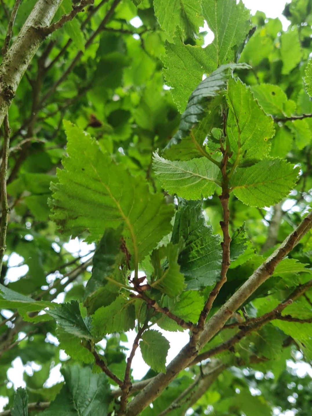 Zuilvormige Iep | Hoogstam