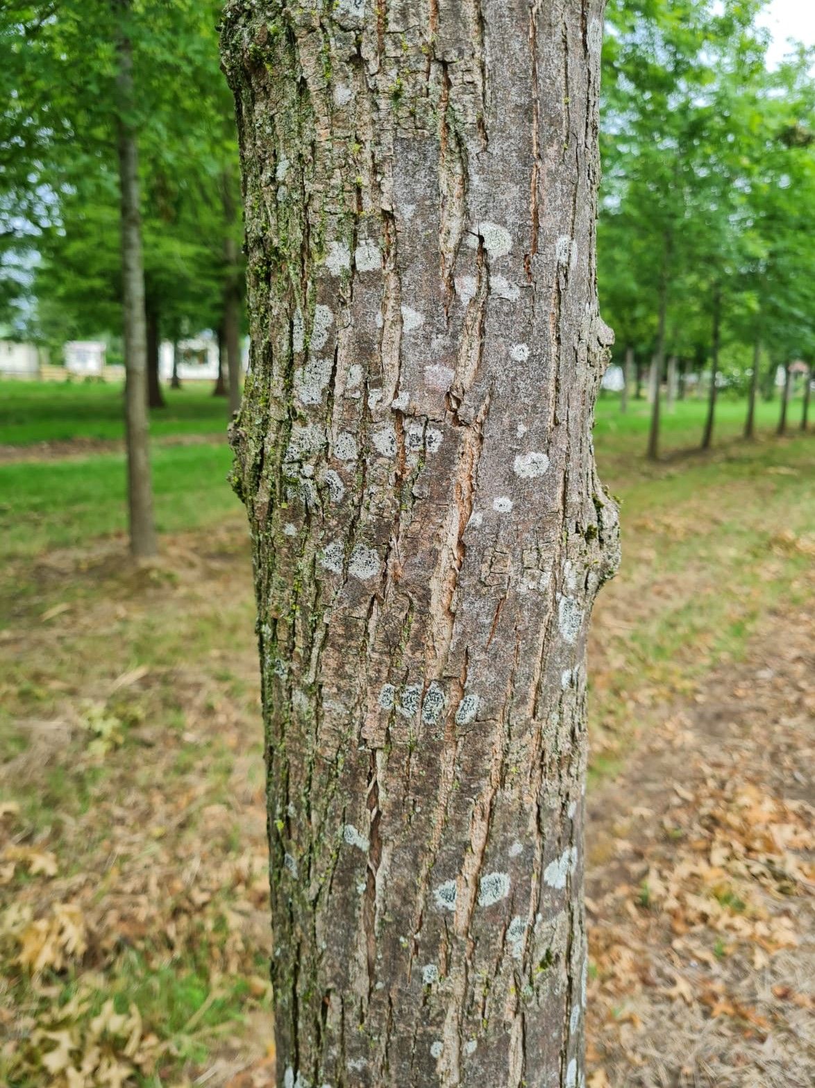 Zuilvormige Iep | Hoogstam