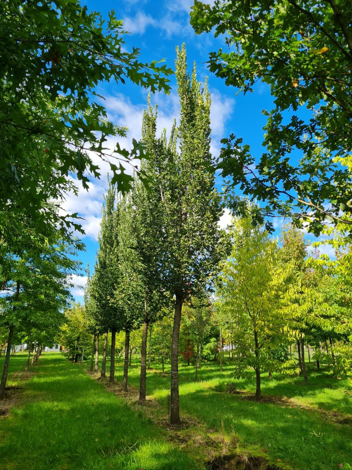 Zuilvormige Iep | Hoogstam