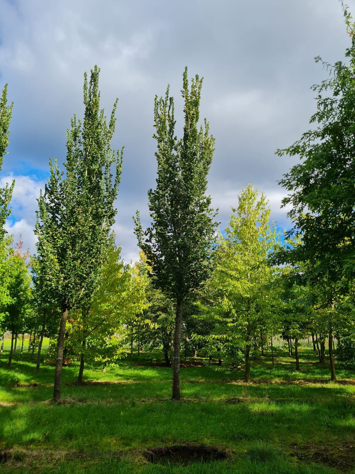 Zuilvormige Iep | Hoogstam