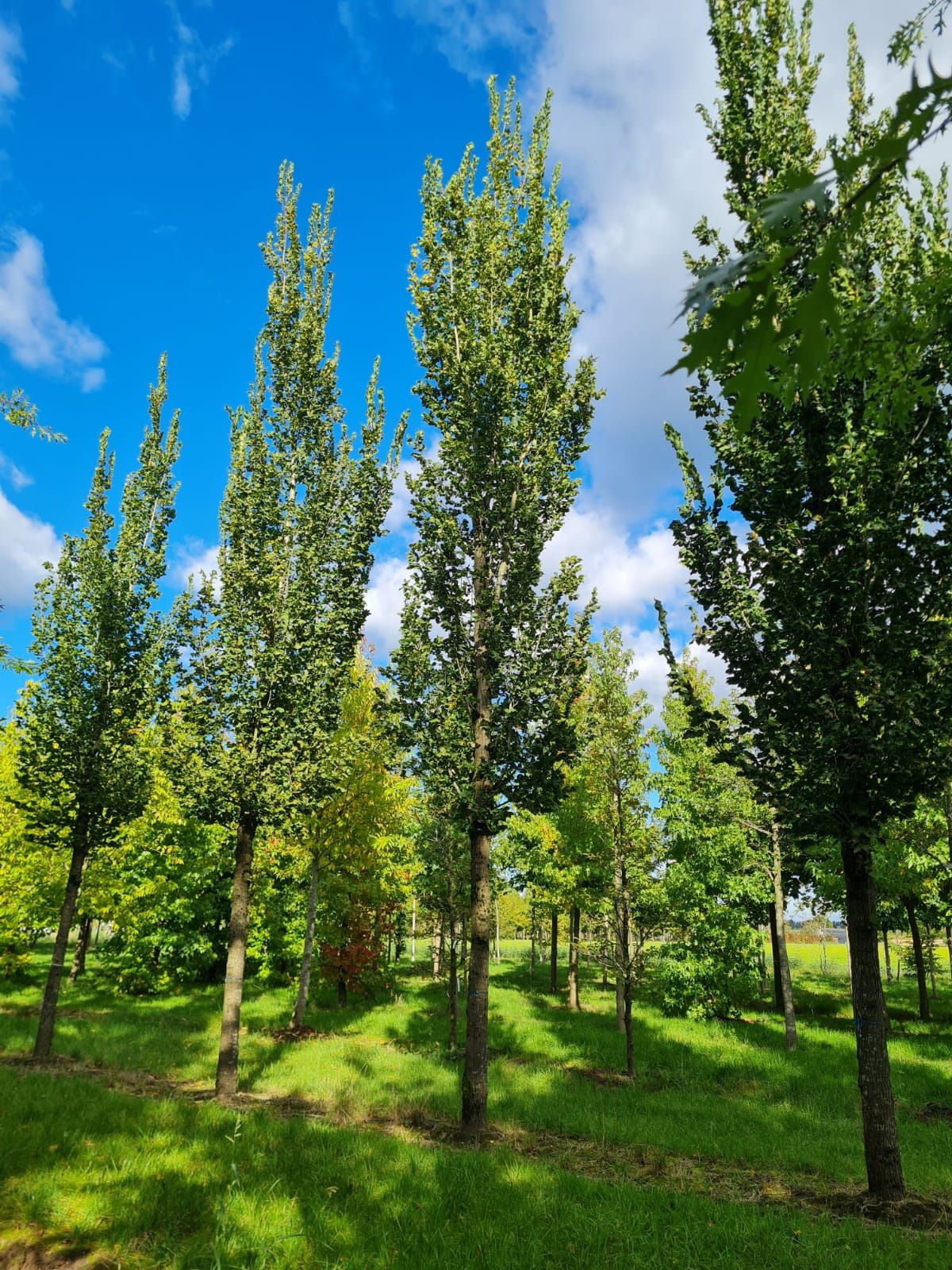 Zuilvormige Iep | Hoogstam