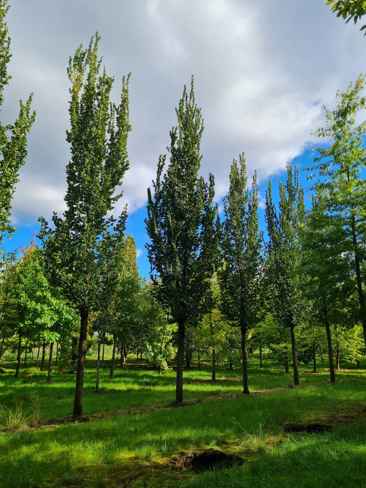 Zuilvormige Iep | Hoogstam