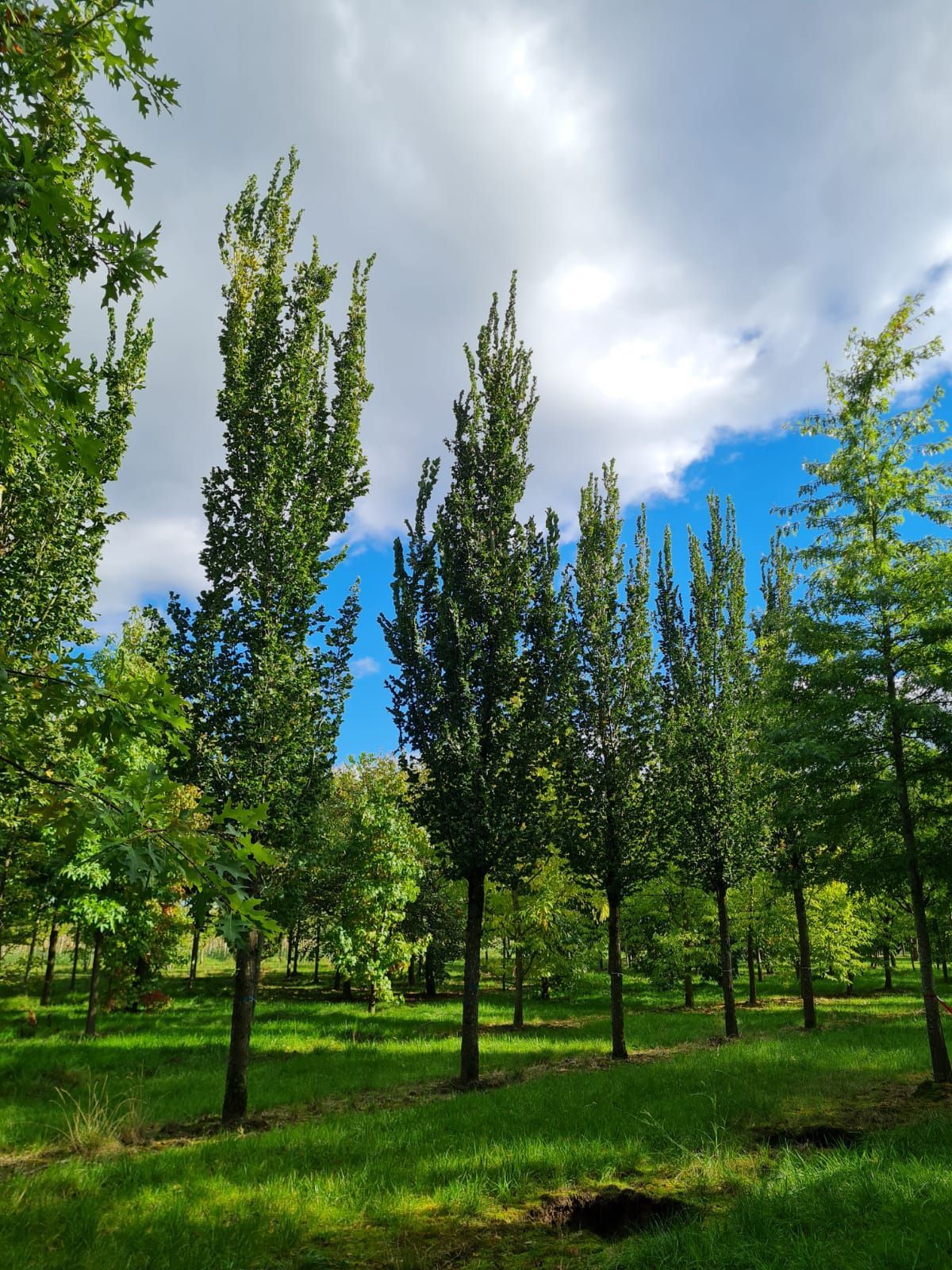 Zuilvormige Iep | Hoogstam