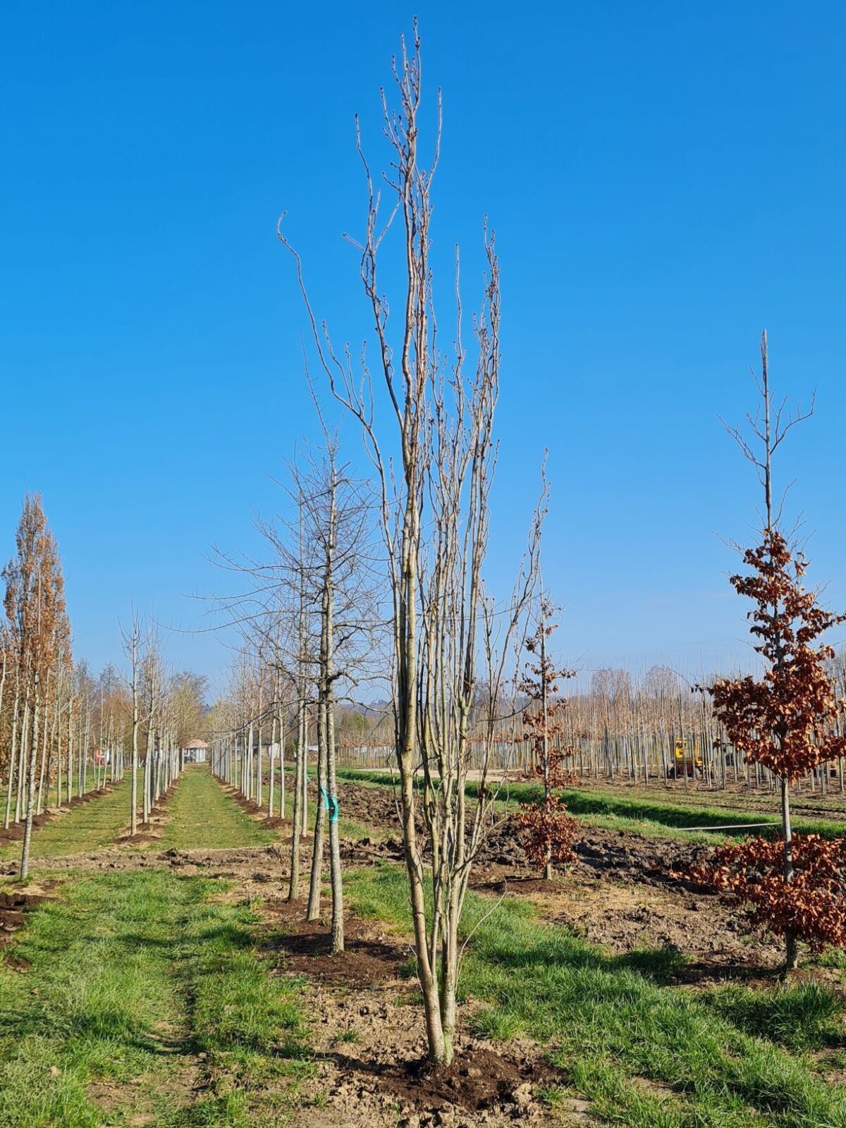 Zuilvormige Sierkers 'Amanogawa' | Meerstammig