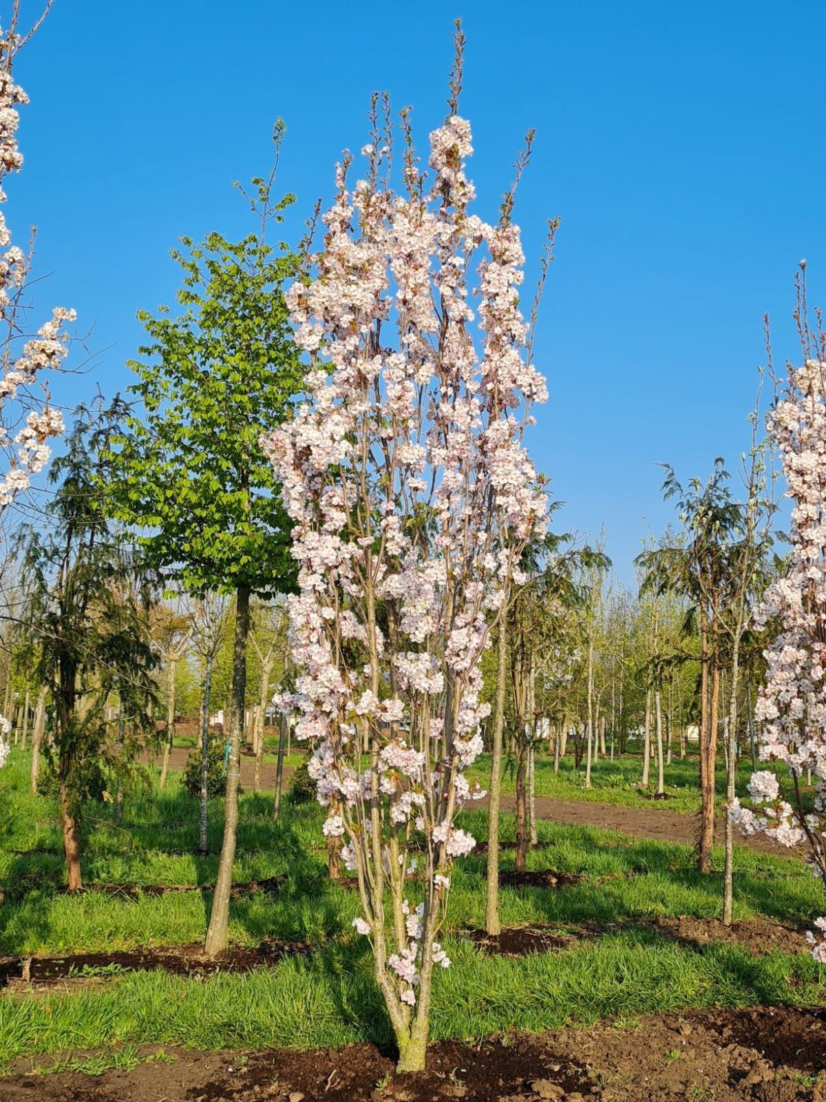 Zuilvormige Sierkers 'Amanogawa' | Meerstammig