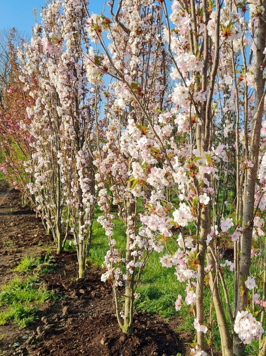 Zuilvormige Sierkers 'Amanogawa' | Meerstammig