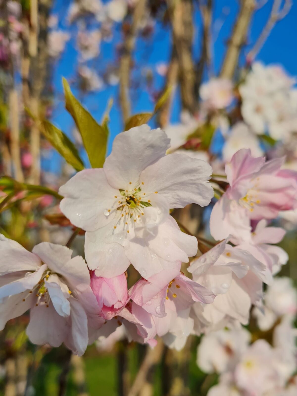 Zuilvormige Sierkers 'Amanogawa' | Meerstammig