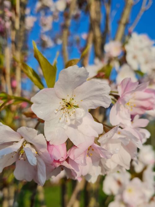 Sierkers 'Plena' | Hoogstam