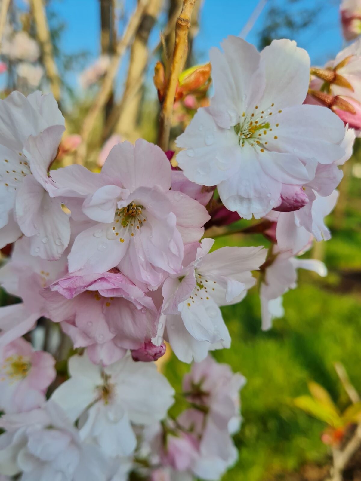 Zuilvormige Sierkers 'Amanogawa' | Meerstammig