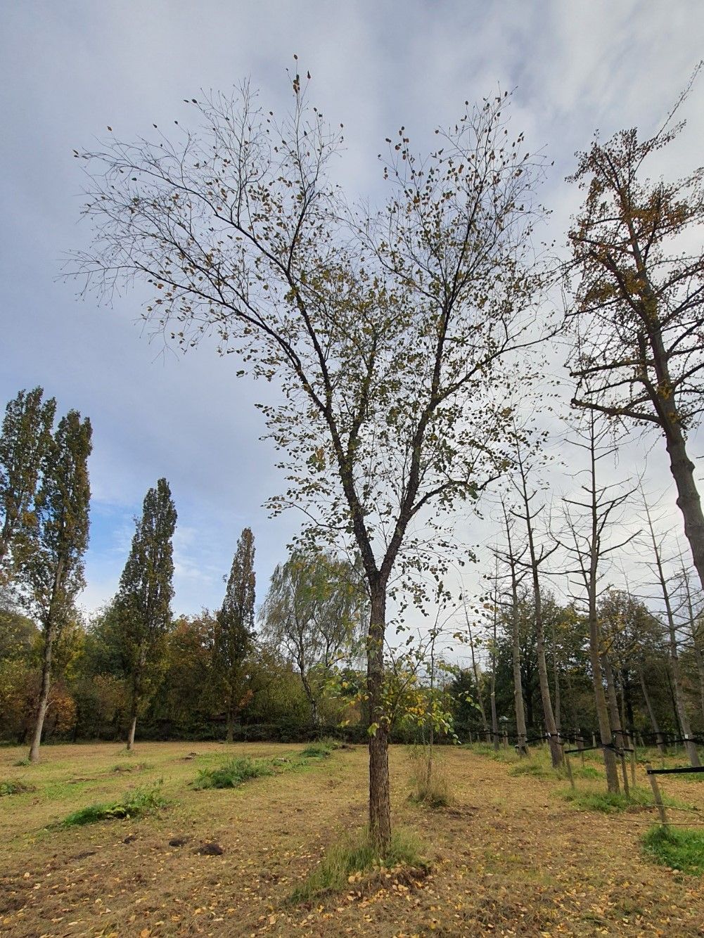 Zwarte berk | Hoogstam