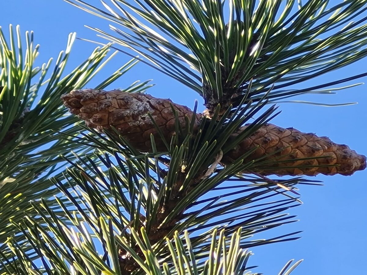 Zwarte den | Karakterboom