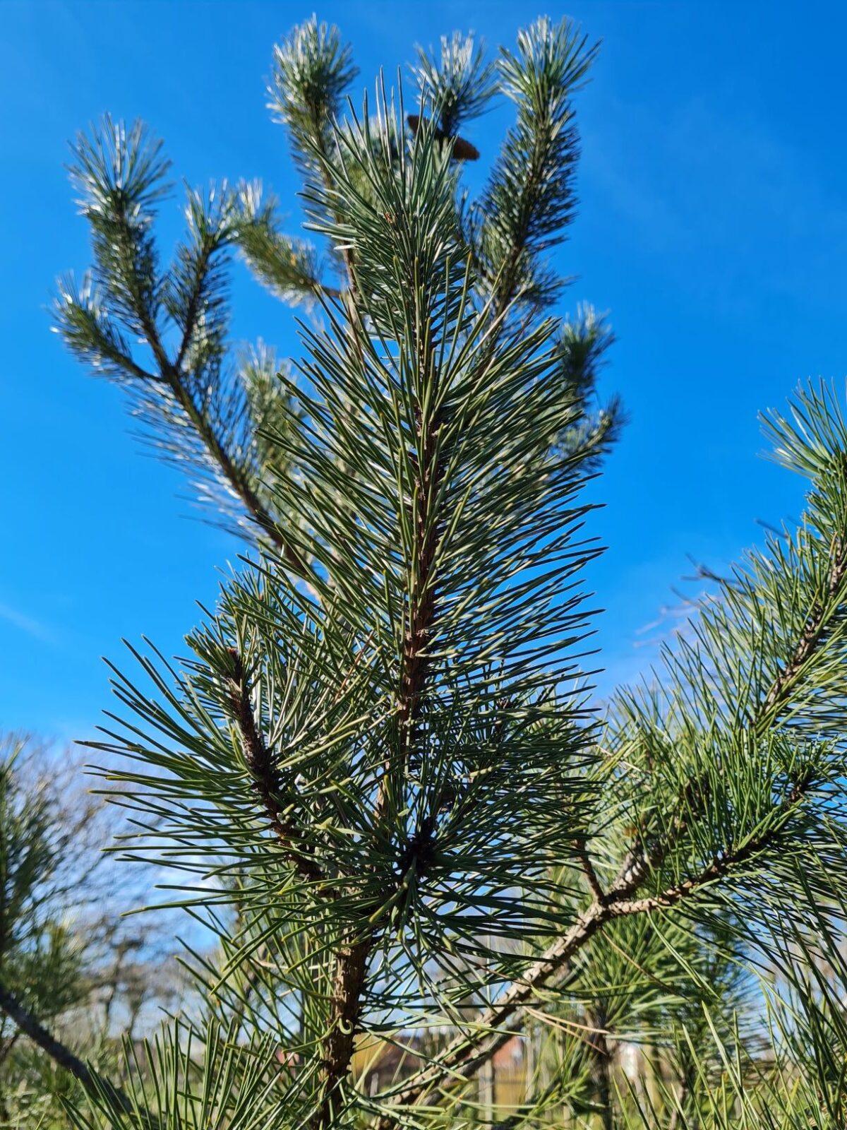 Zwarte den | Karakterboom