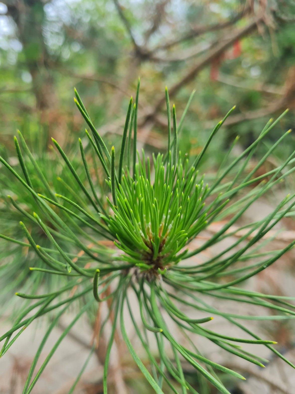 Zwarte den | Karakterboom