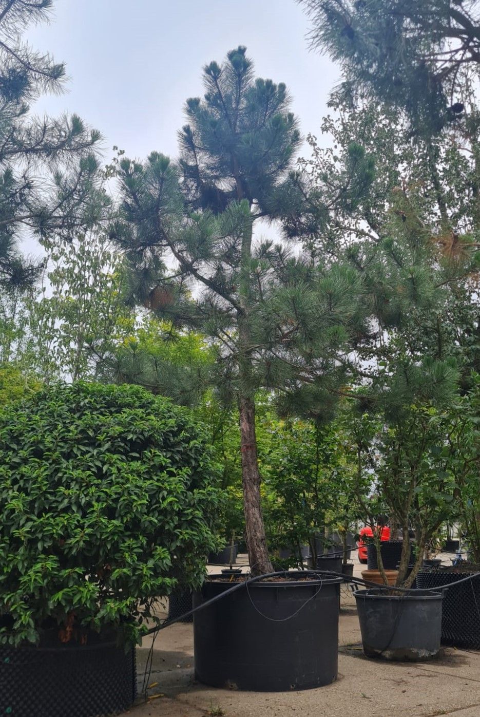 Zwarte den | Hoogstam