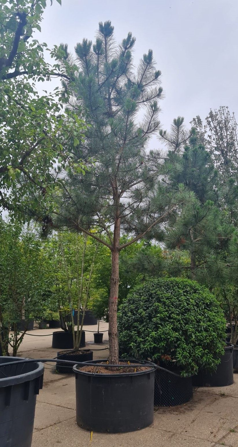 Zwarte den | Hoogstam