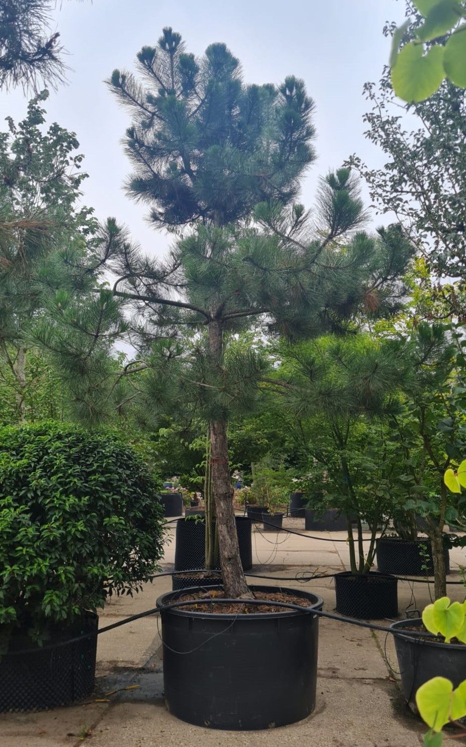 Zwarte den | Hoogstam