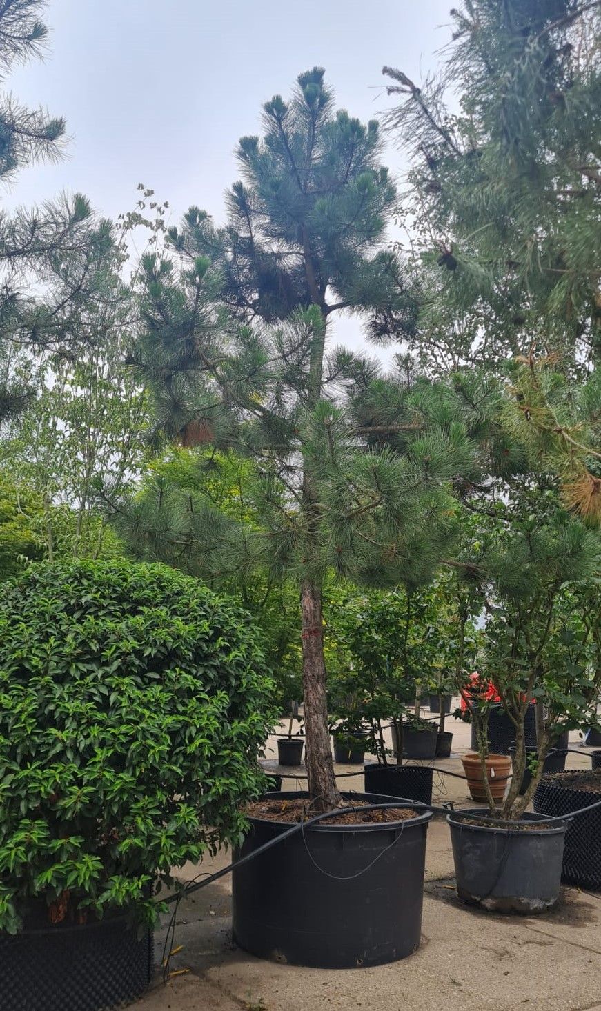 Zwarte den | Hoogstam