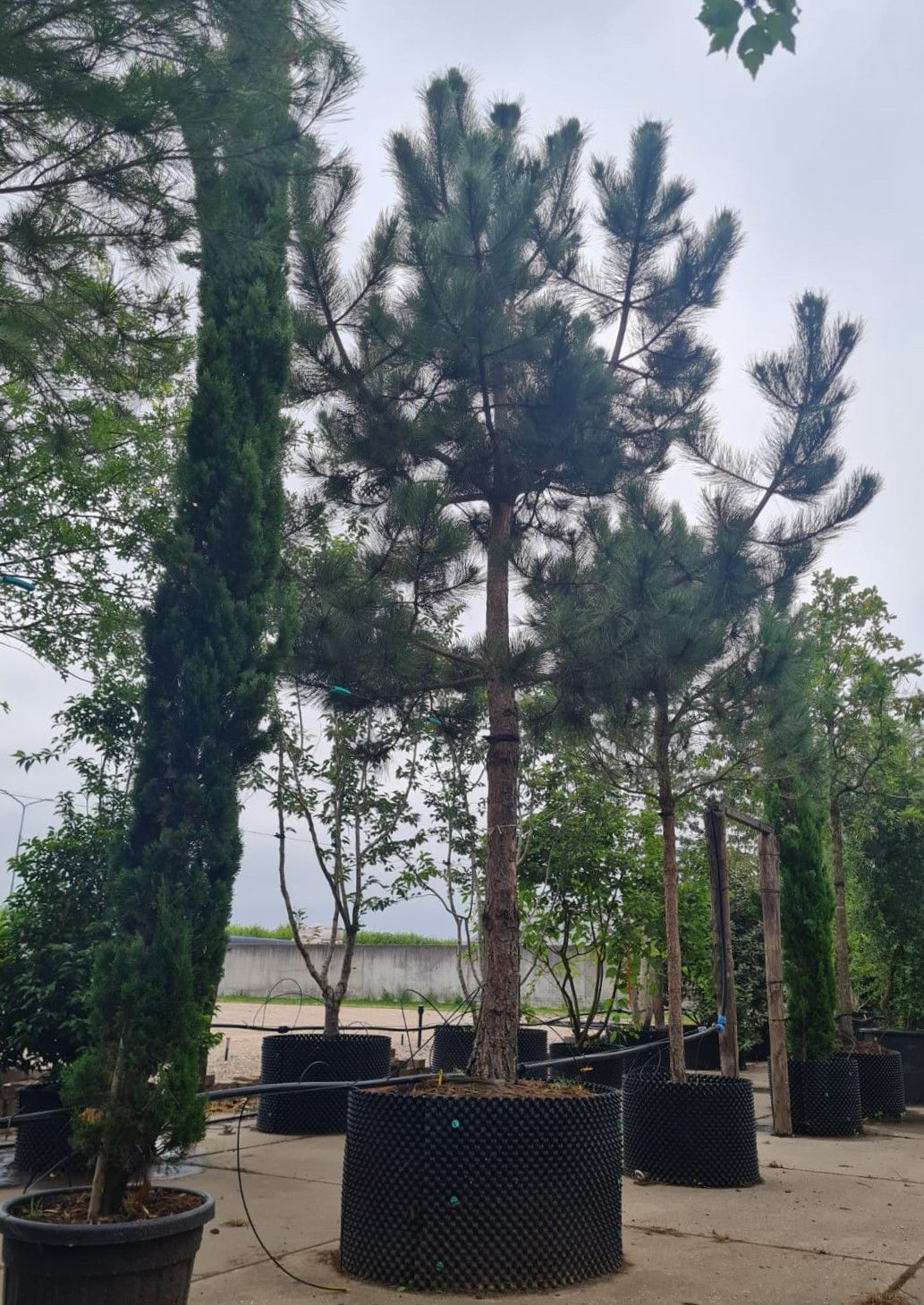 Zwarte den | Hoogstam