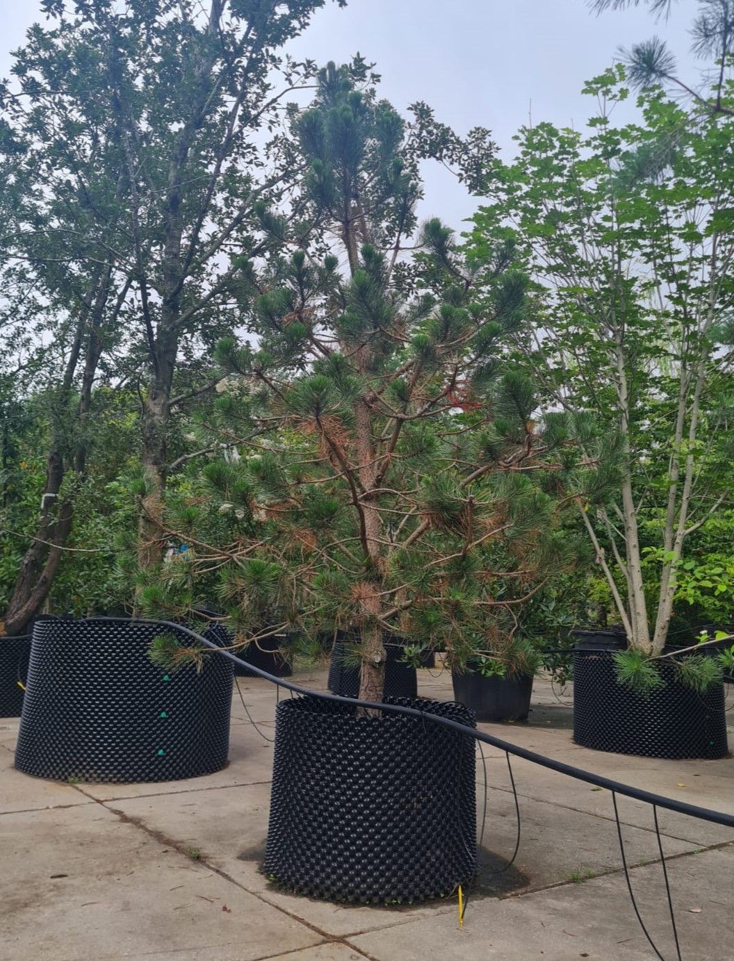 Zwarte den | Laagstam