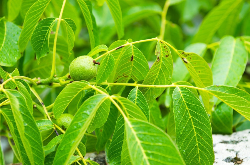 Zwarte walnotenboom | Hoogstam