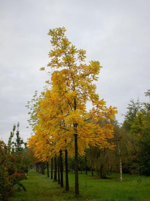 Zwarte walnotenboom | Hoogstam