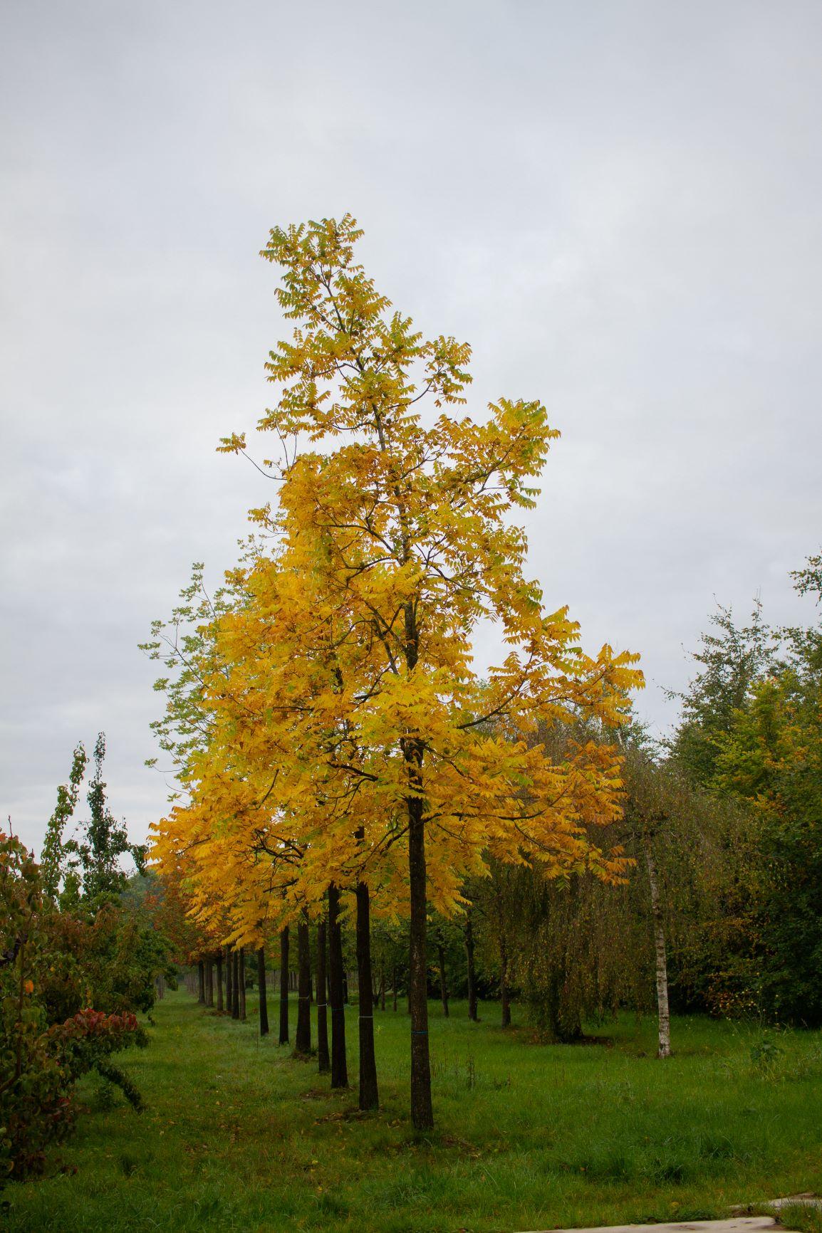 Zwarte walnotenboom | Hoogstam