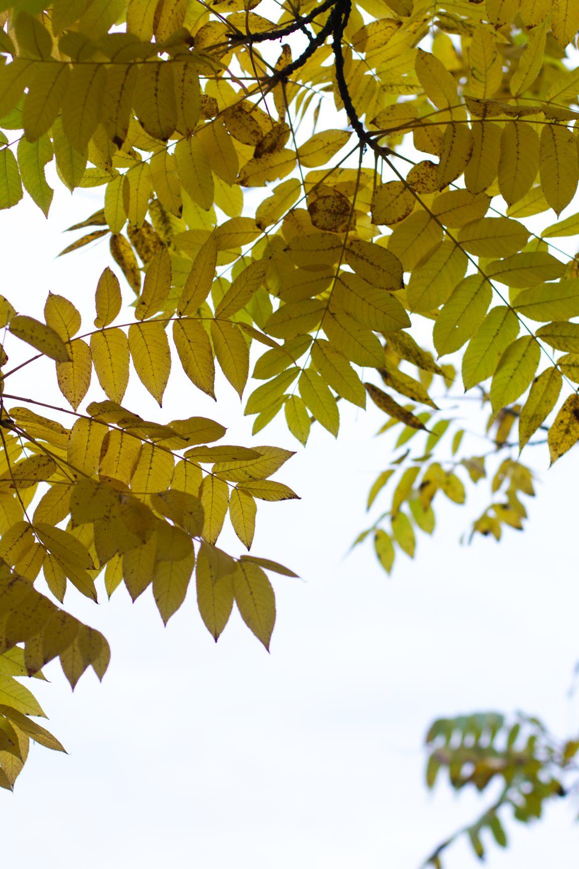 Zwarte walnotenboom | Hoogstam