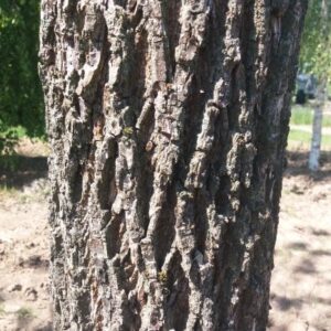 Zwarte walnotenboom | Hoogstam