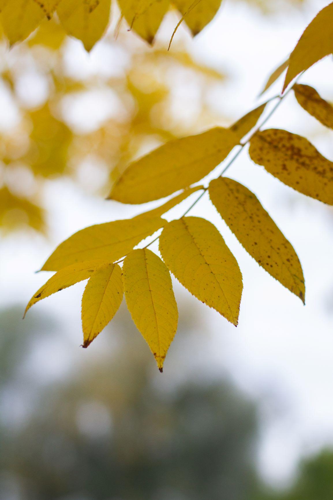 Zwarte walnotenboom | Hoogstam