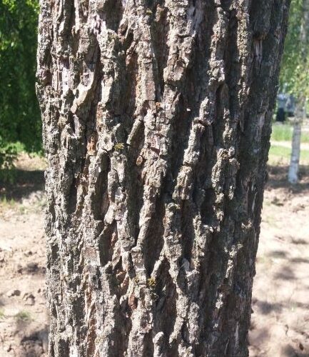 Zwarte walnotenboom | Hoogstam