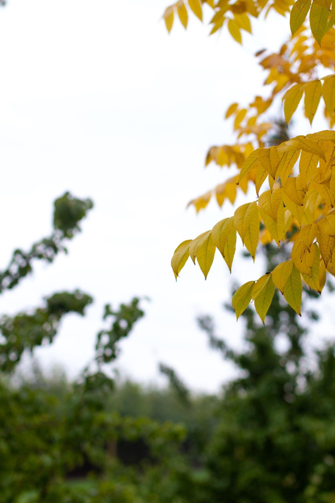 Zwarte walnotenboom | Hoogstam