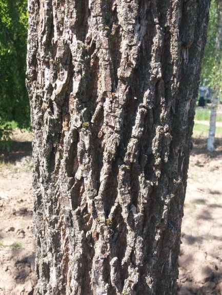 Zwarte walnotenboom | Hoogstam