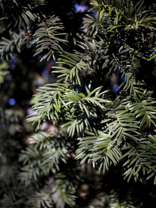 Noorse Esdoorn 'Eurostar' | Hoogstam