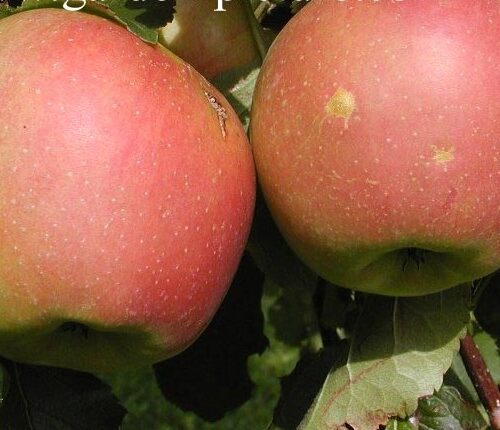 Appelboom 'James Grieve' | Halfstam