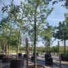 Appelboom 'Jonagold' | Hoogstam
