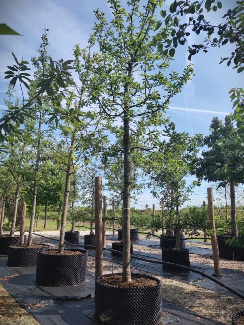 Appelboom 'Jonagold' | Hoogstam