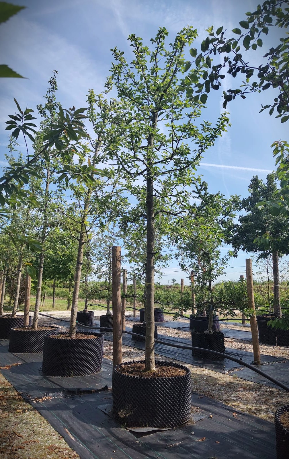 Appelboom 'Jonagold' | Hoogstam