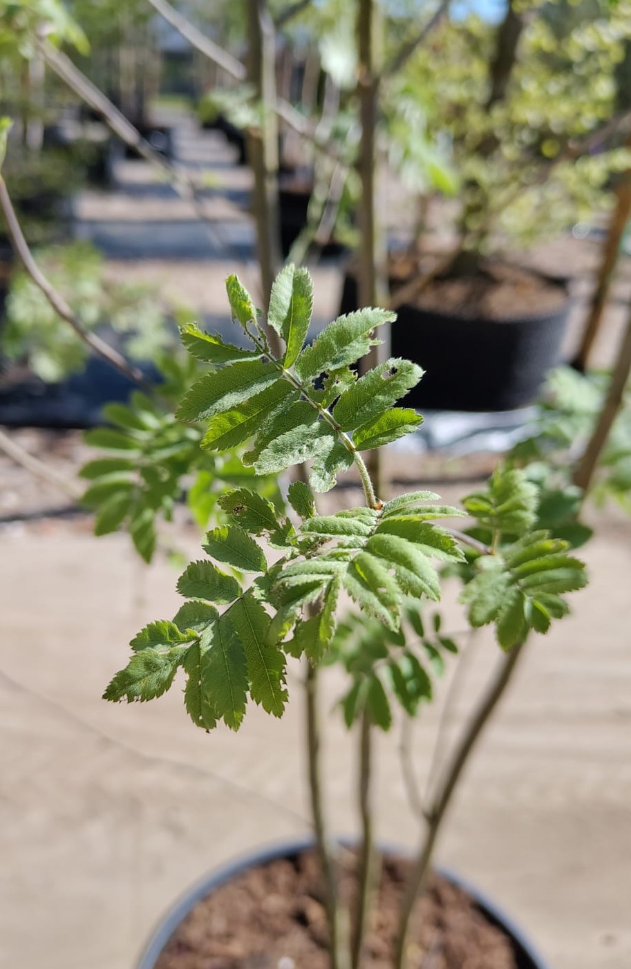 Wilde Lijsterbes | Meerstammig