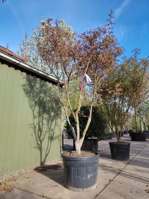 Japanse esdoorn 'Osakazuki' | Meerstammig