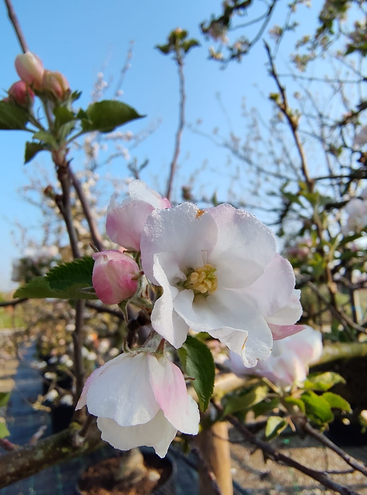 Appelboom 'Delbare' | Laagstam