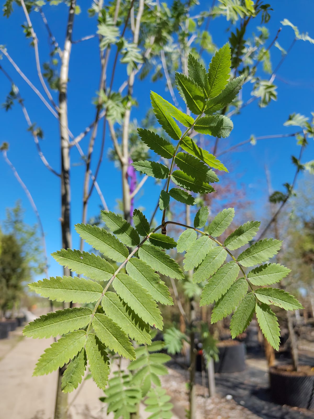 Wilde Lijsterbes | Meerstammig