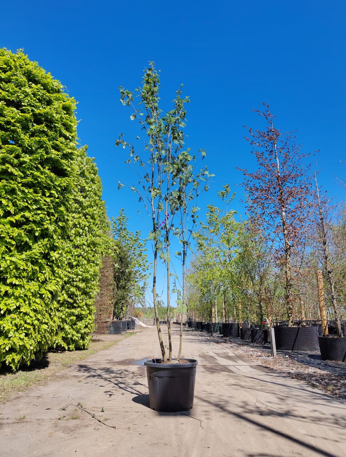 Wilde Lijsterbes | Meerstammig