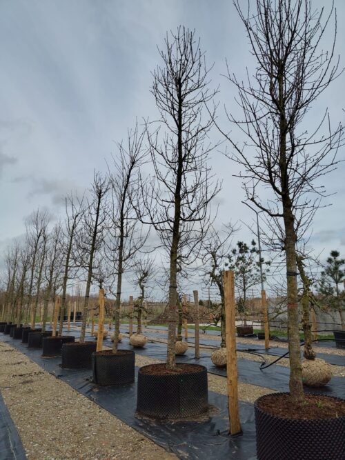 Appelboom 'Gravensteiner' | Hoogstam