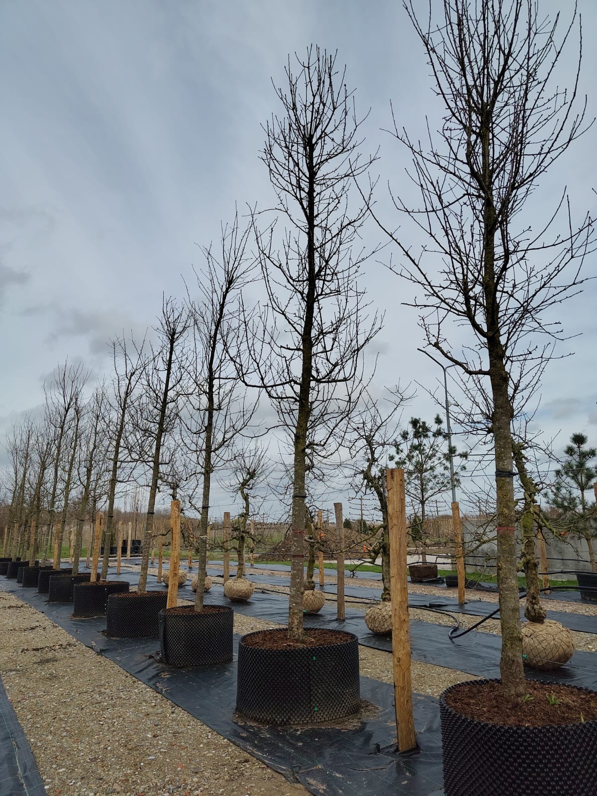 Appelboom 'Gravensteiner' | Hoogstam