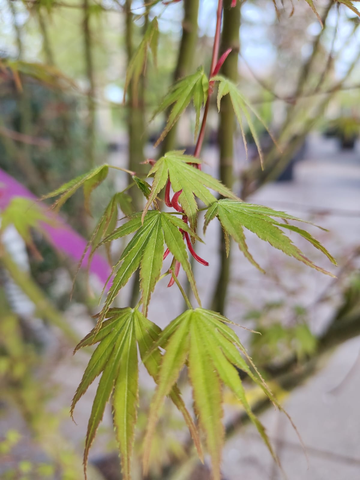 Japanse esdoorn 'Arakawa' | Meerstammig