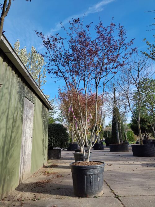 Japanse esdoorn 'Trompenburg' | Meerstammig