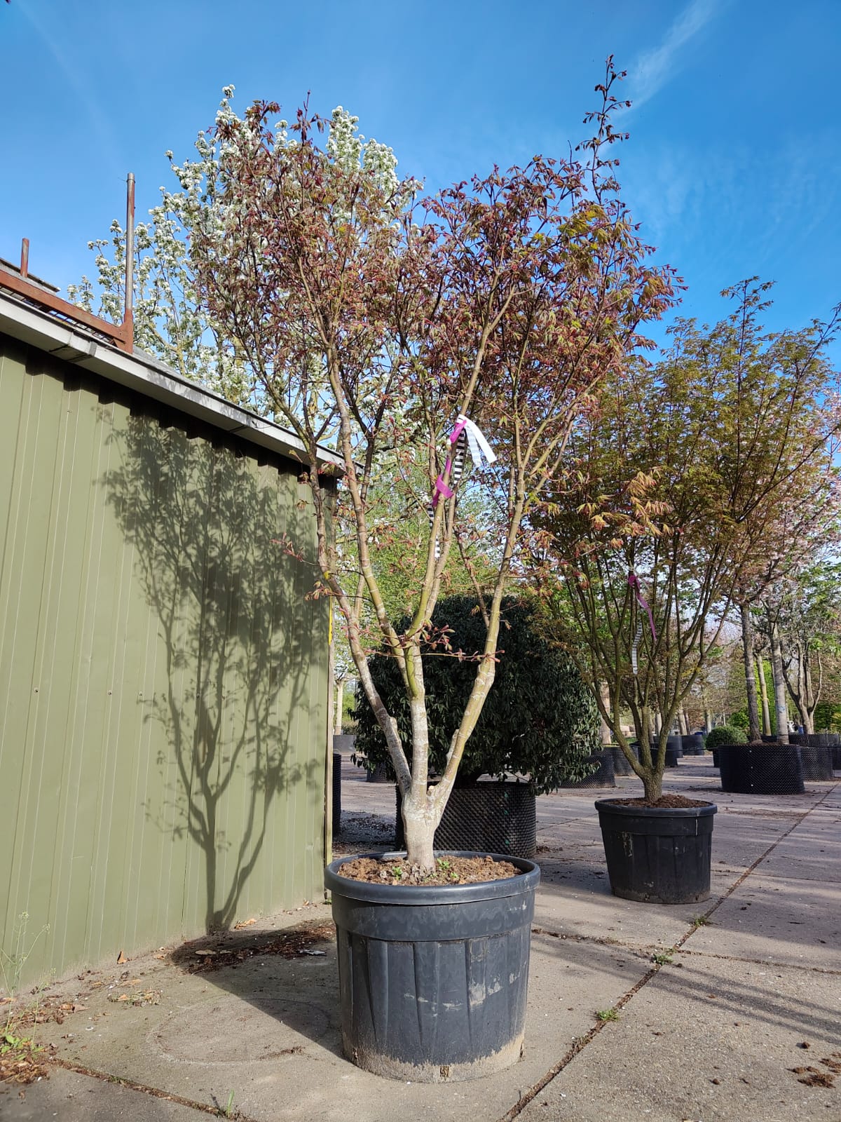 Japanse esdoorn 'Osakazuki' | Meerstammig