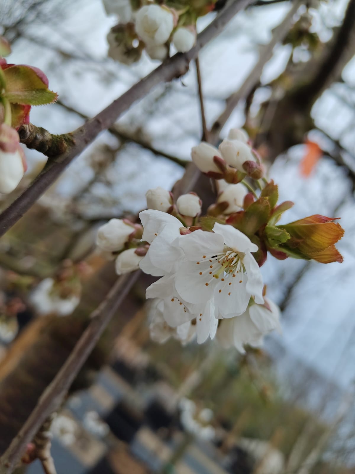 Kersenboom 'Kordia' | Halfstam