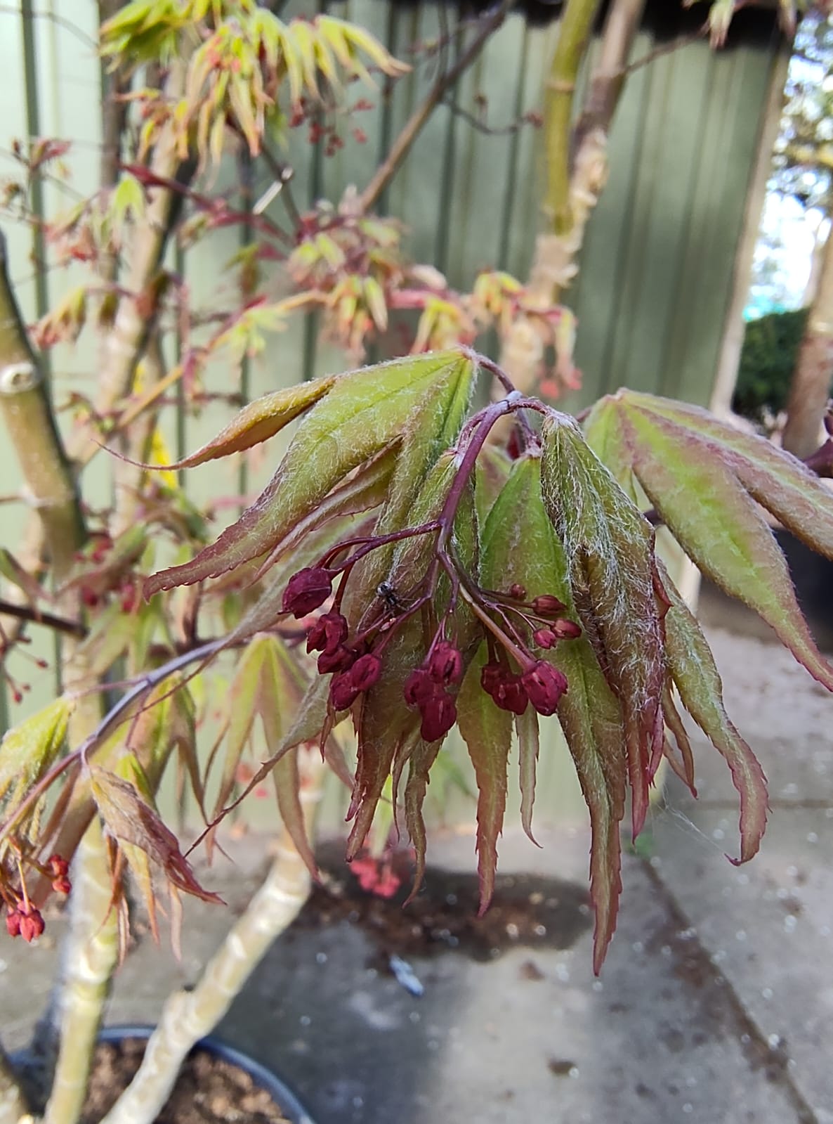 Japanse esdoorn 'Trompenburg' | Meerstammig