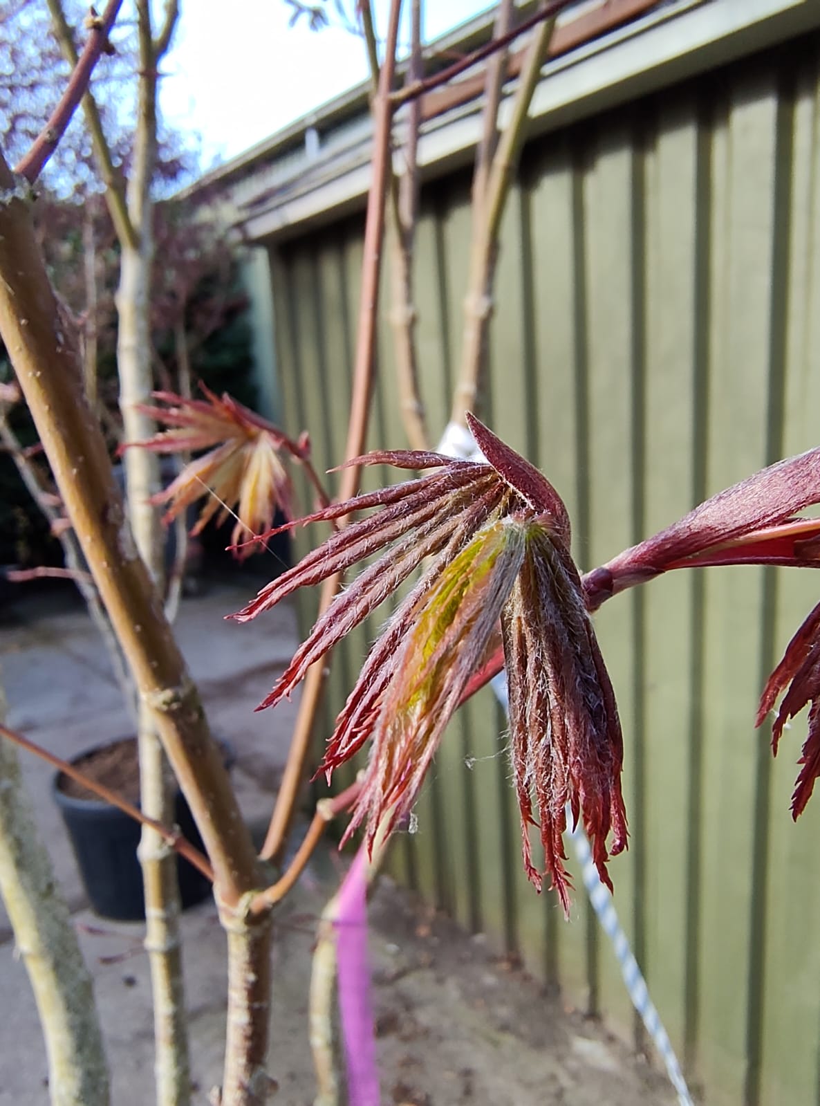 Japanse esdoorn 'Trompenburg' | Meerstammig